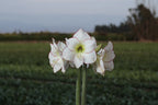 Amaryllis Picasso mayorista