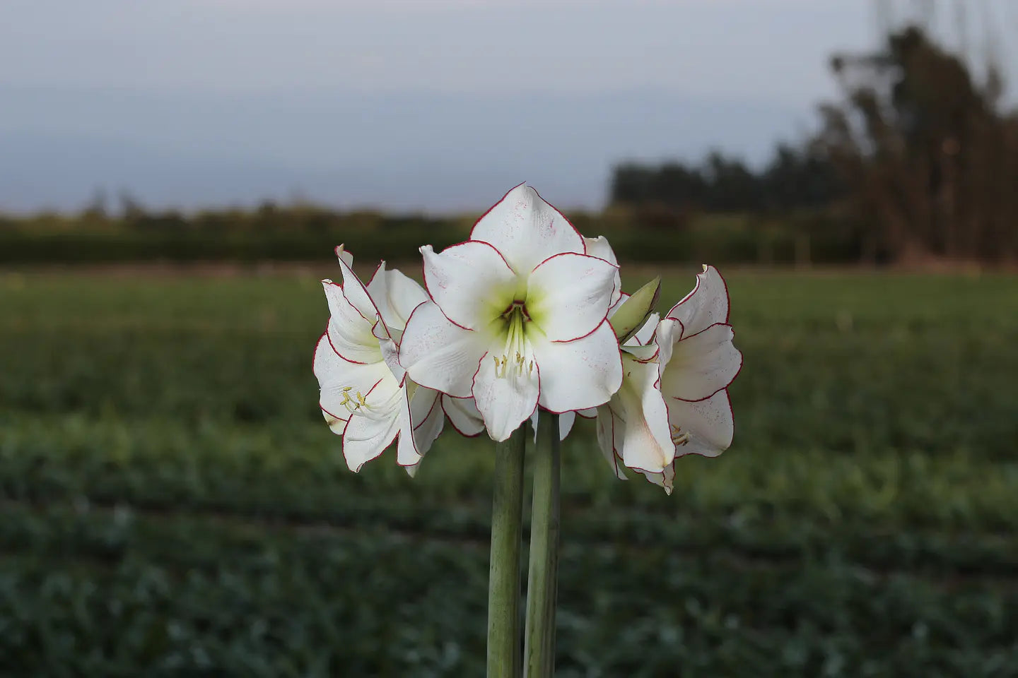 Amaryllis Picasso mayorista