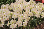 Amaryllis Picasso mayorista