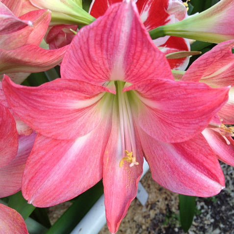 Amaryllis Pink Star mayorista