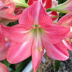 Amaryllis Pink Star mayorista