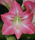 Amaryllis Pink Star mayorista