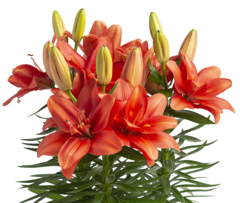 Lilium Pura Amor