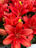 Lilium Pura Amor