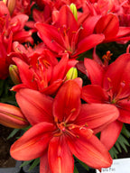 Lilium Pura Amor