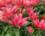 Lilium Pura Desierto