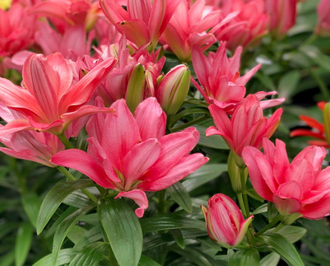 Lilium Pura Desierto