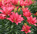 Lilium Pura Desierto