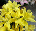 Lilium Pura Luna