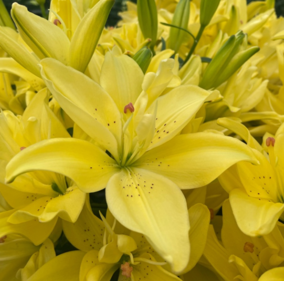 Lilium Pura Luna