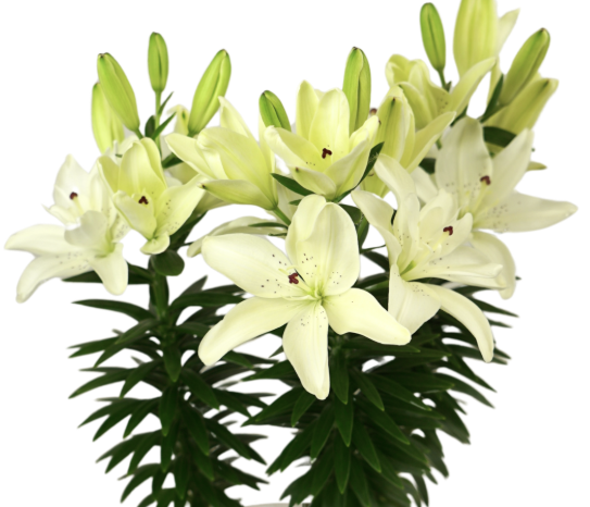 Lilium Pura Puro
