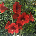 Amaryllis Red Fantasy mayorista