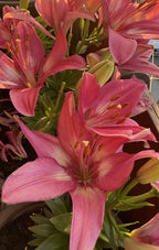 Lilium Rozalynn