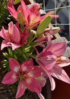 Lilium Rozalynn