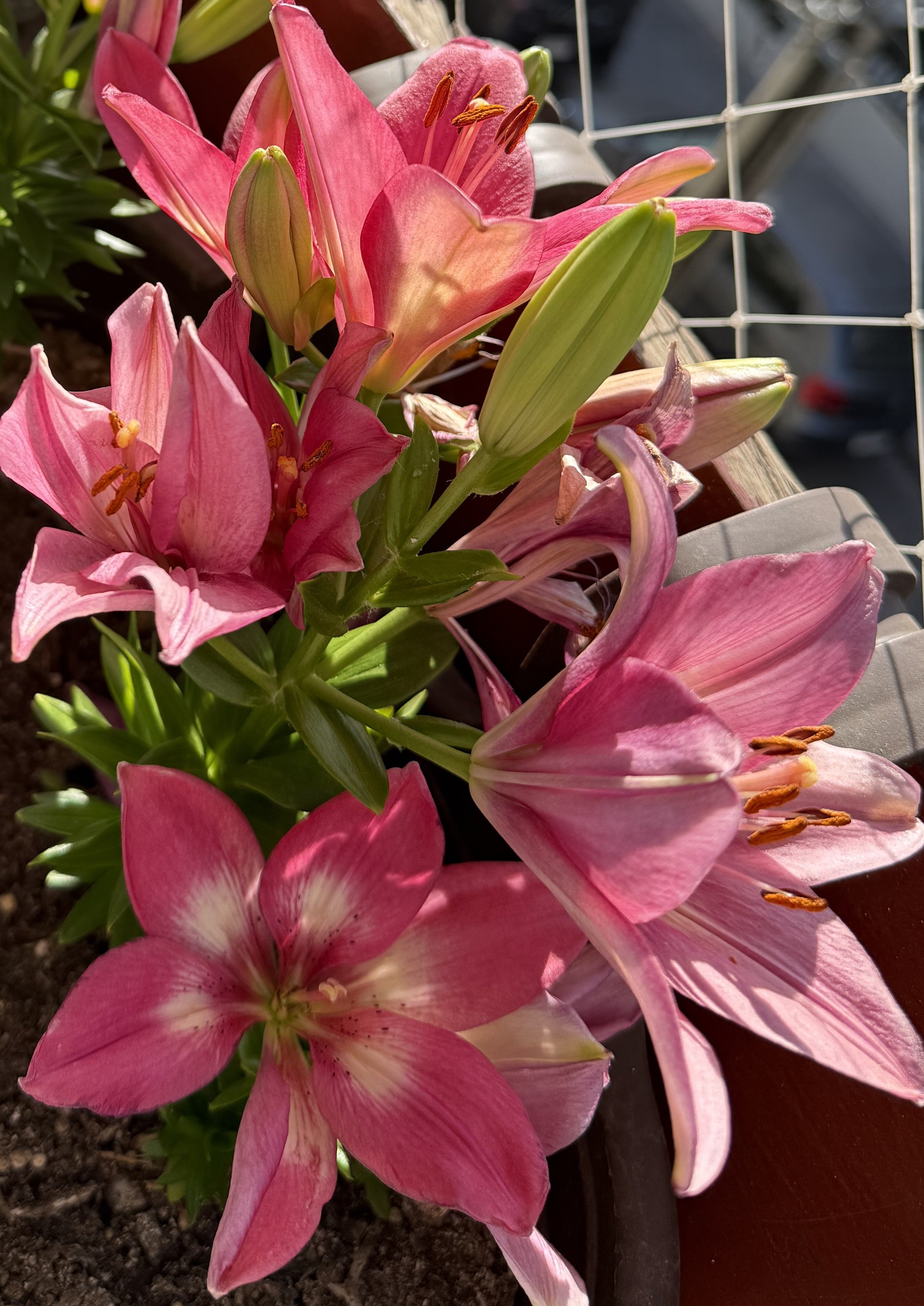 Lilium Rozalynn