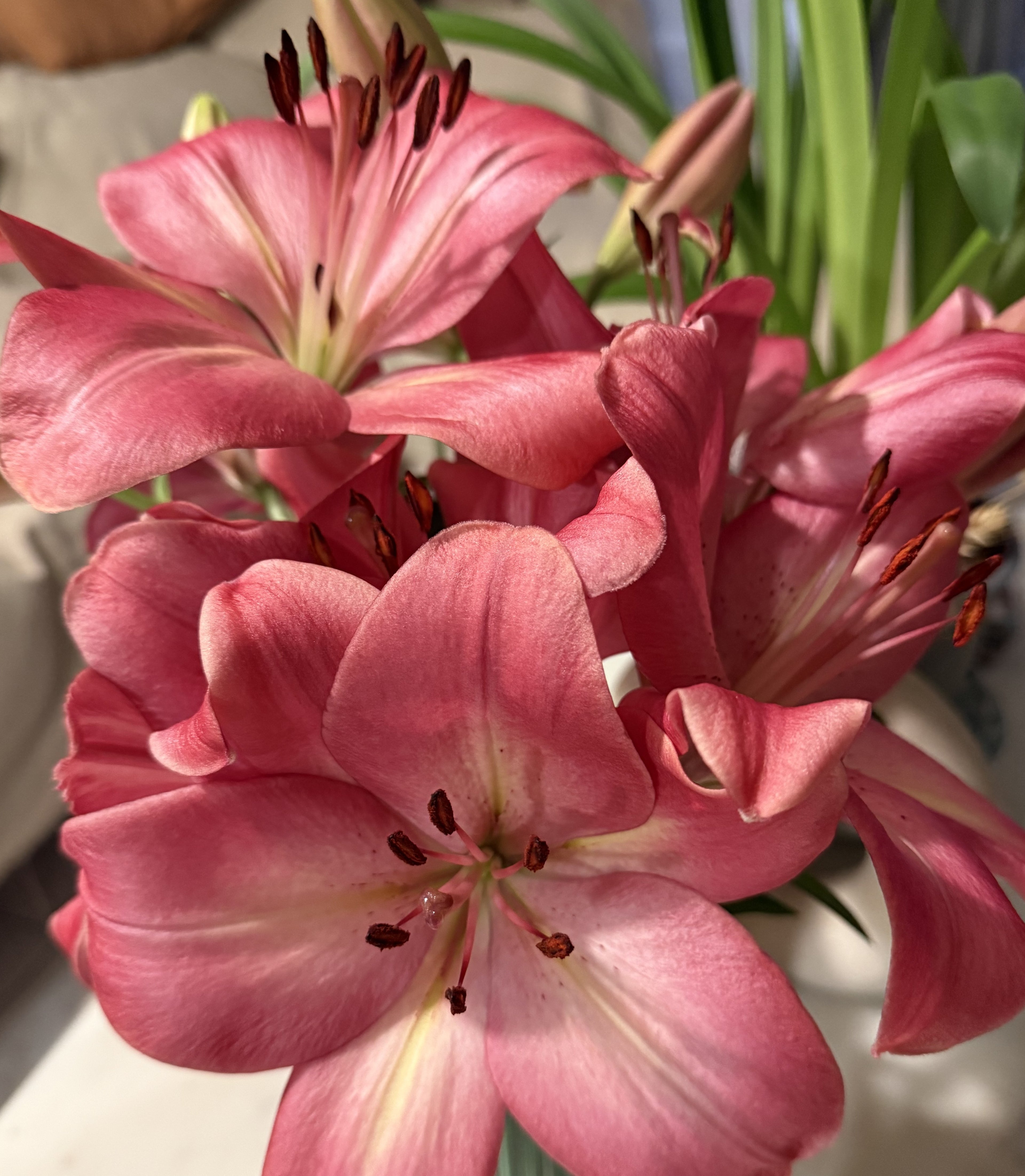 Lilium Rozalynn