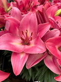 Lilium Rozalynn