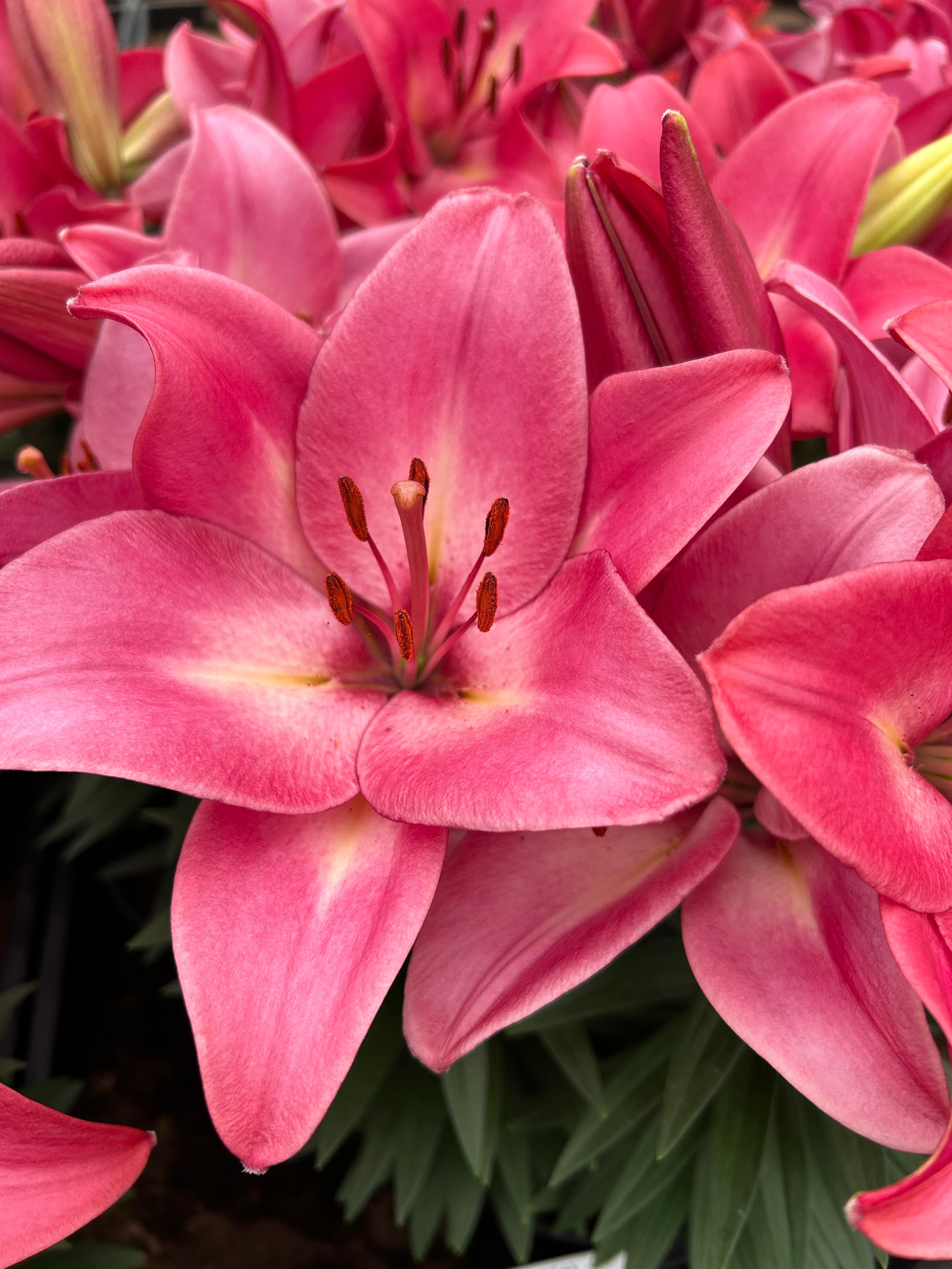 Lilium Rozalynn