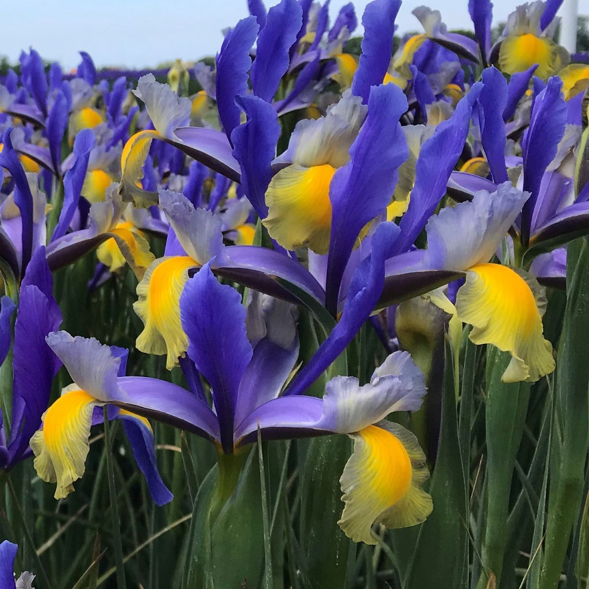 Iris holándica Miss Saigon