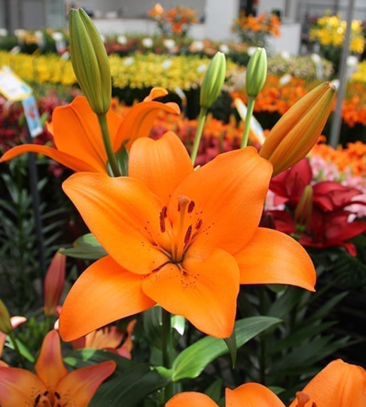 Lilium Sunderland