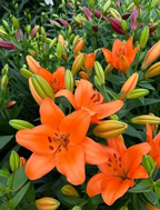 Lilium Sunderland