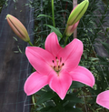 Lilium Tirreno