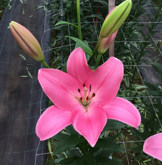 Lilium Tirreno