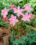 Zephyranthes mayorista